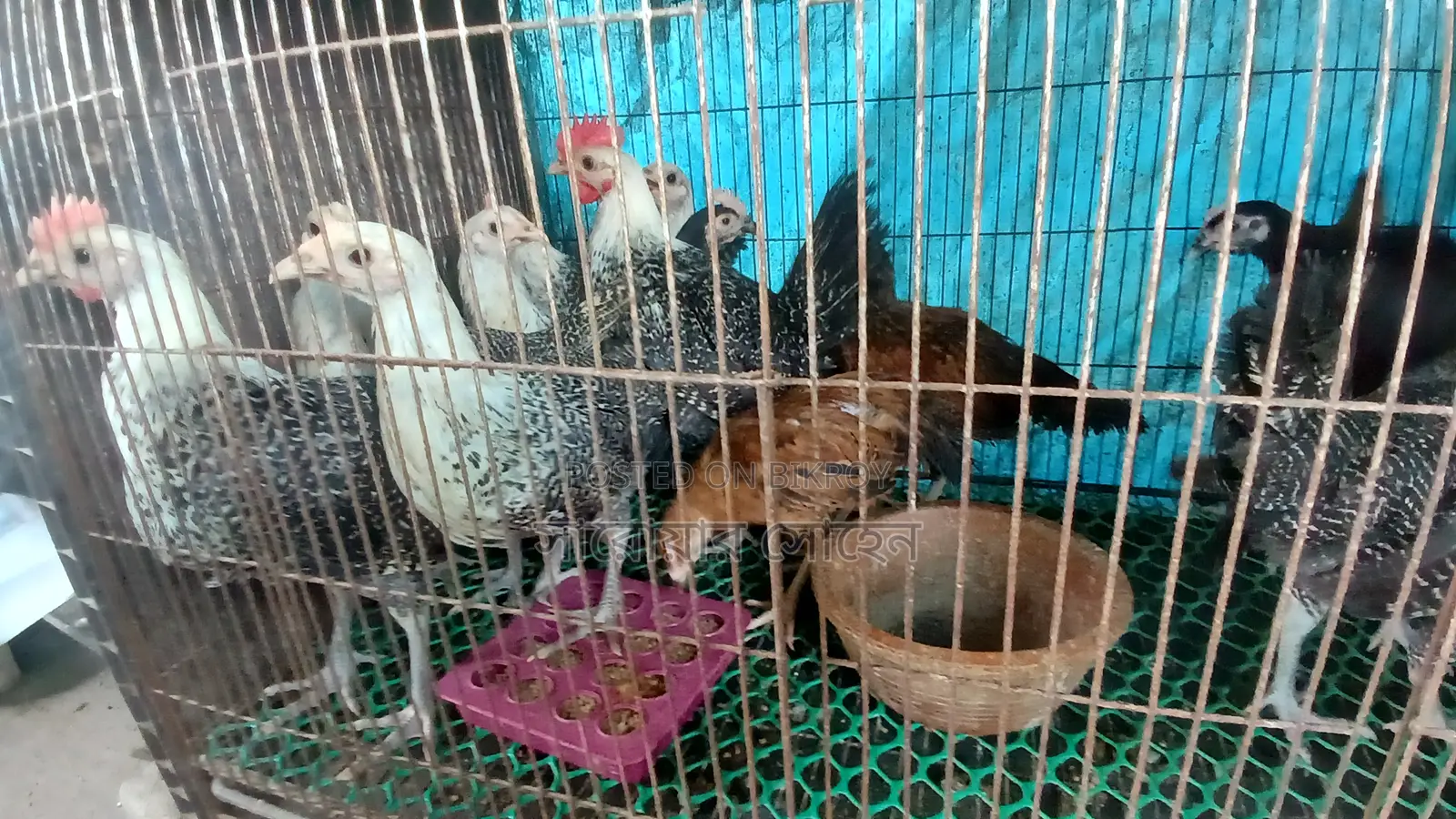 ফাউমি মুরগির বাচ্চা