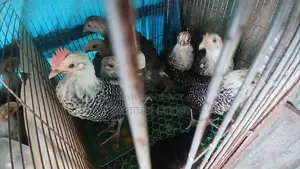 ফাউমি মুরগির বাচ্চা