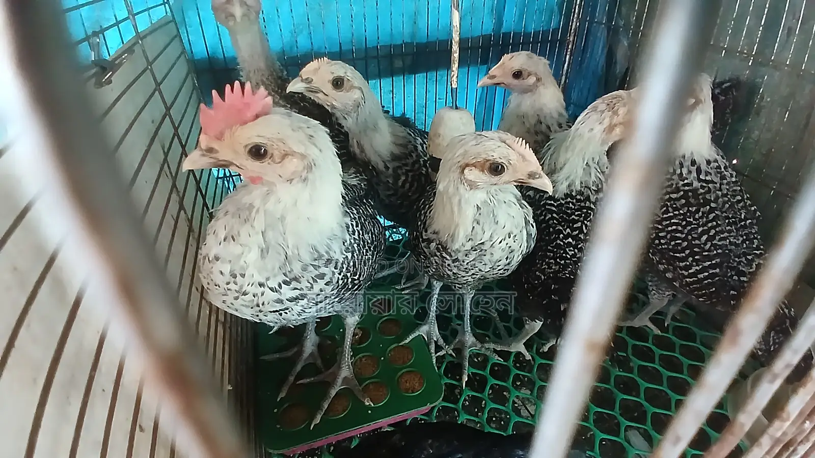 ফাউমি মুরগির বাচ্চা