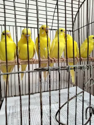 ৮ পিচ রানিং পেয়ার রেড আই লুটিনো বিক্রি করা হবে