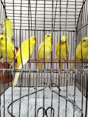 ৮ পিচ রানিং পেয়ার রেড আই লুটিনো বিক্রি করা হবে