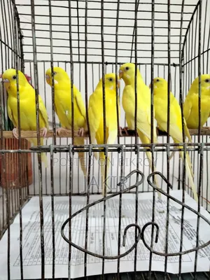 ৮ পিচ রানিং পেয়ার রেড আই লুটিনো বিক্রি করা হবে