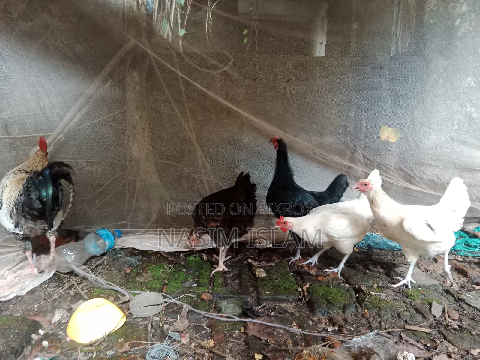 Deshi Rooster and Hens