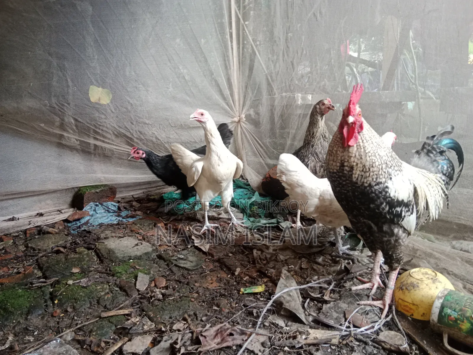 Deshi Rooster and Hens