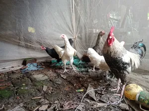 Deshi Rooster and Hens