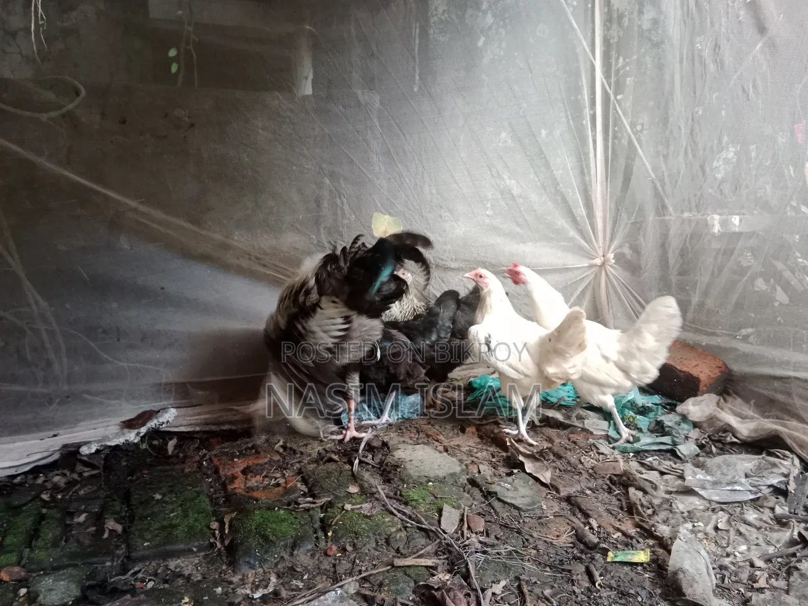 Deshi Rooster and Hens