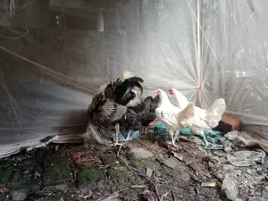 Deshi Rooster and Hens