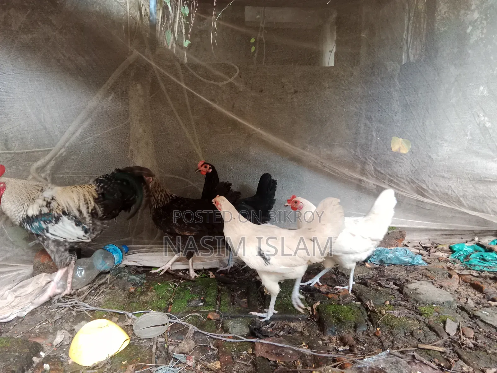 Deshi Rooster and Hens