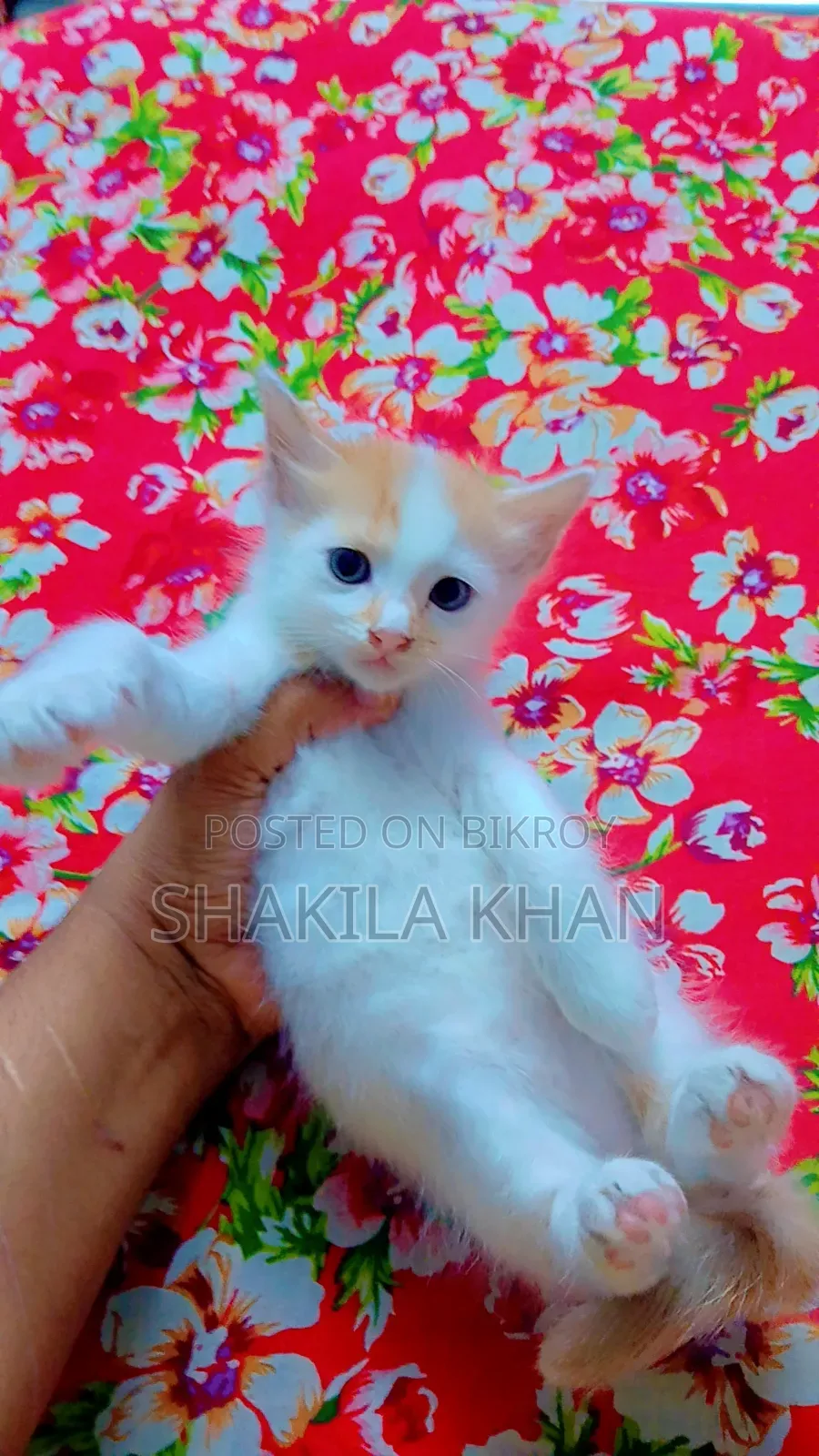 0-1 Month Female Mixed Breed Persian