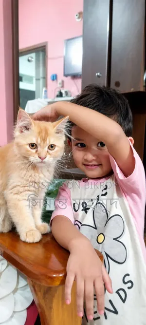 3-6 Months Male Mixed Breed Persian