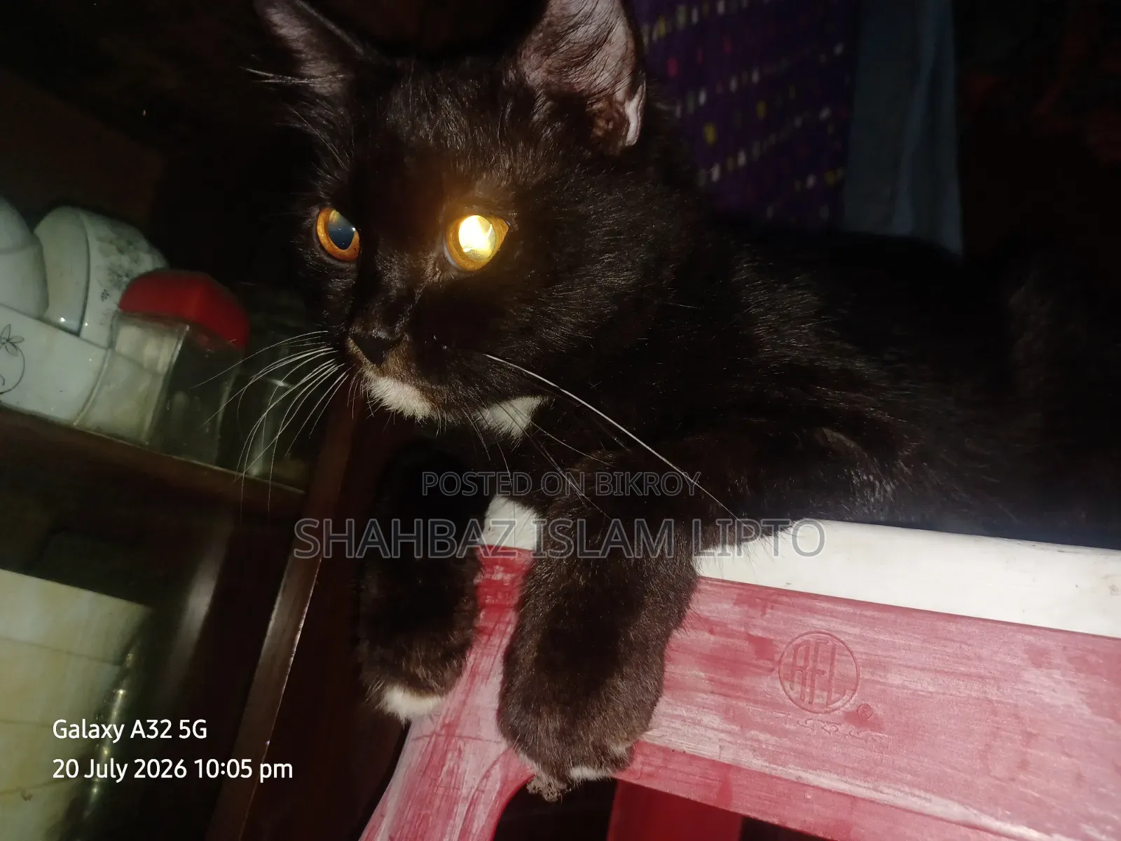 3-6 Months Female Mixed Breed Cat