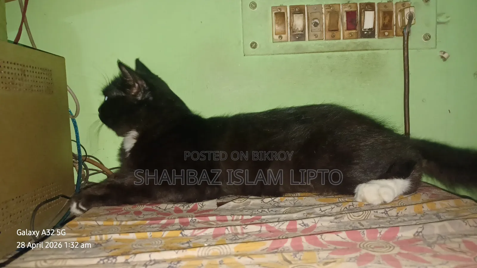 3-6 Months Female Mixed Breed Cat