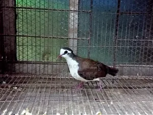 Tambura Dove Running Male