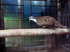 Tambura Dove Running Male