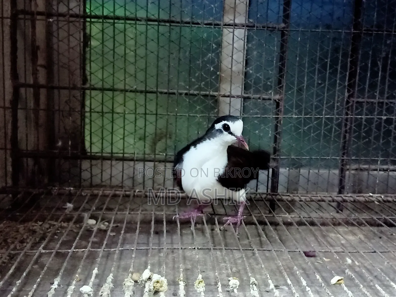Tambura Dove Running Male