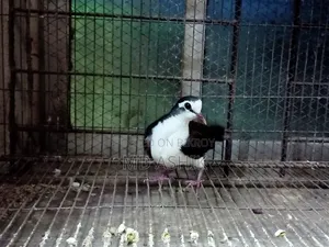 Tambura Dove Running Male
