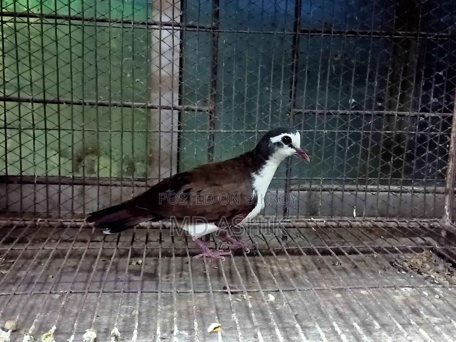 Tambura Dove Running Male