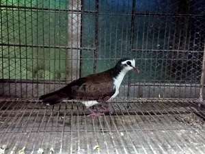 Tambura Dove Running Male