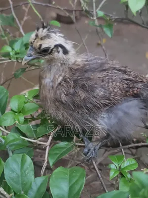 Fancy Chicken Chicks for Sale