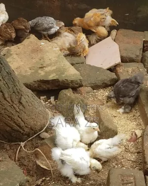 Fancy Chicken Chicks for Sale