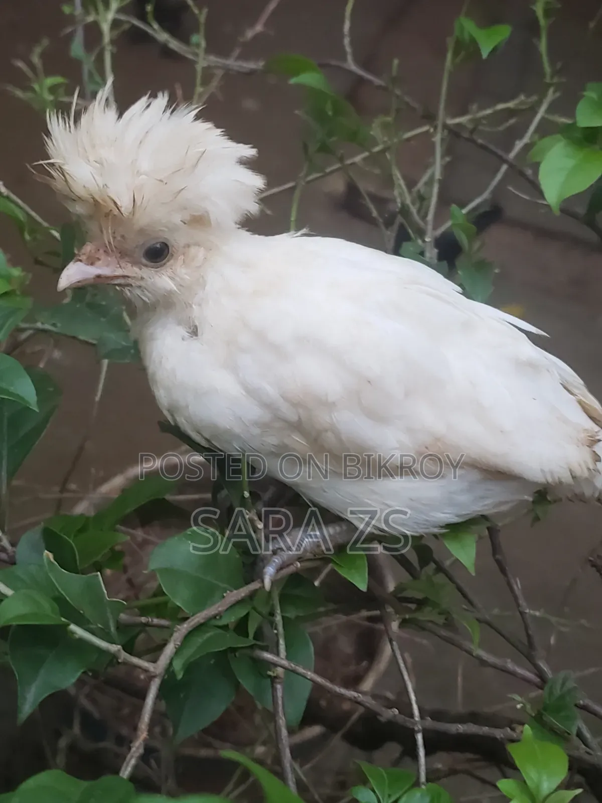 Fancy Chicken Chicks for Sale