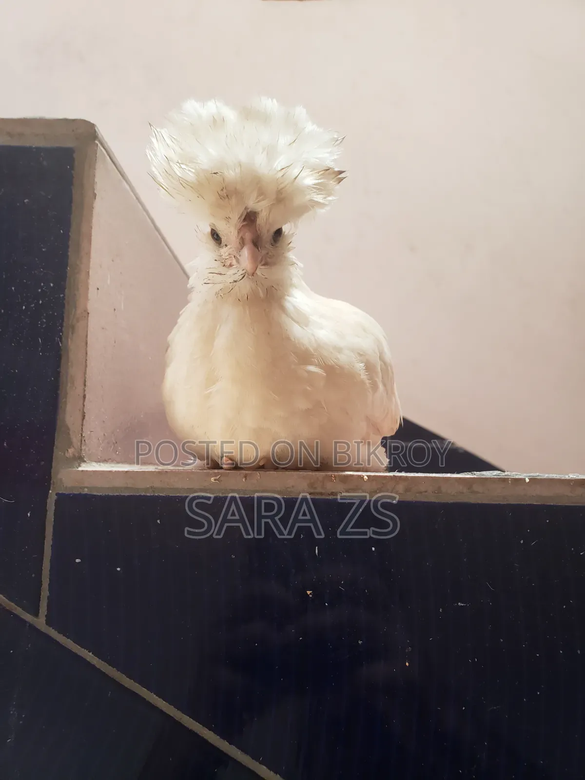 Fancy Chicken Chicks for Sale