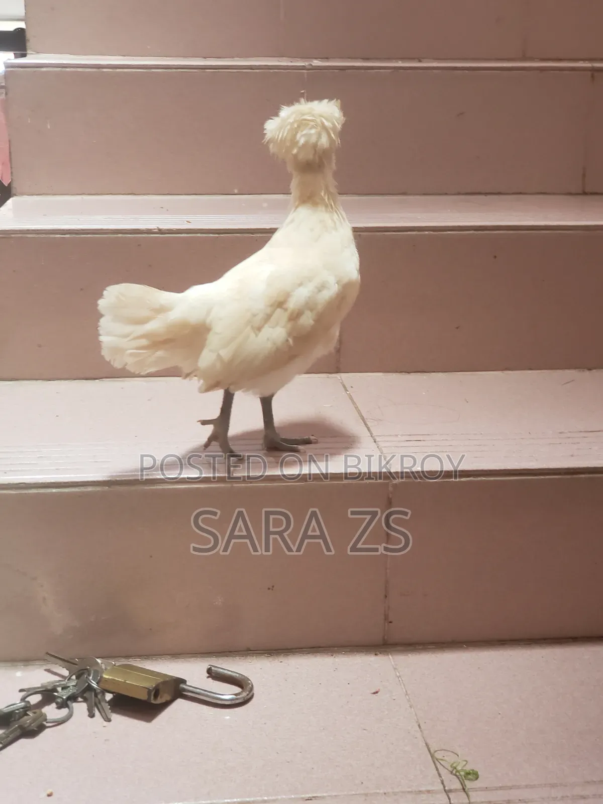 Fancy Chicken Chicks for Sale
