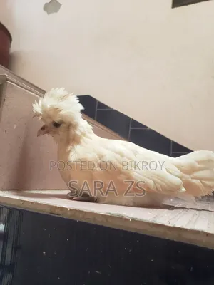 Fancy chicken chicks will be sold