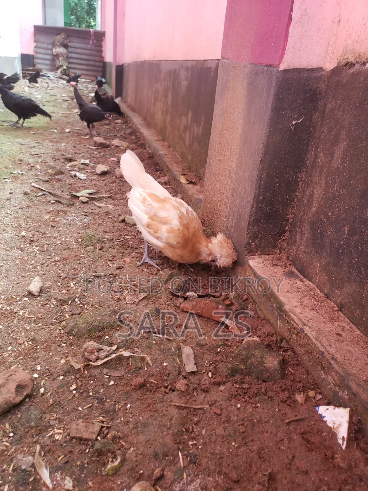 Fancy Chicken Chicks for Sale