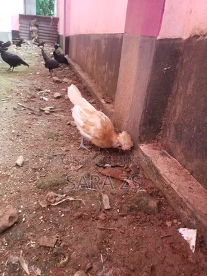 Fancy Chicken Chicks for Sale