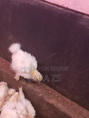 Fancy Chicken Chicks for Sale