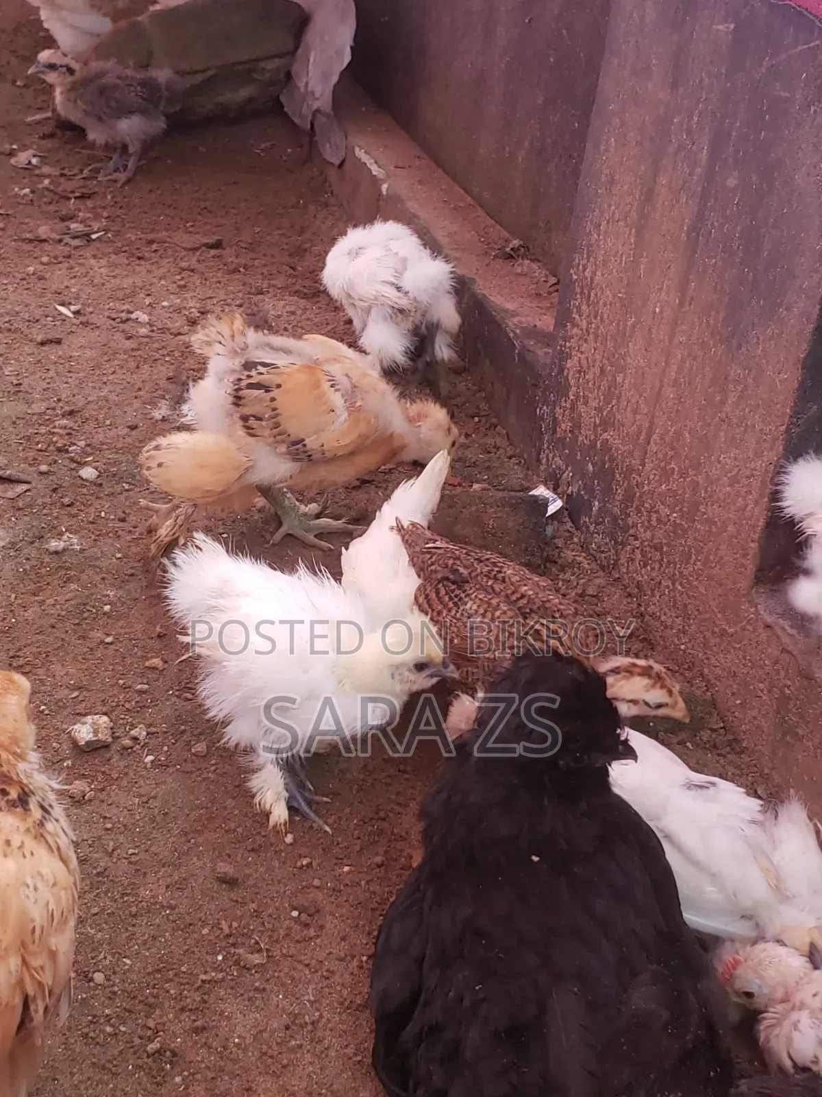 Fancy Chicken Chicks for Sale