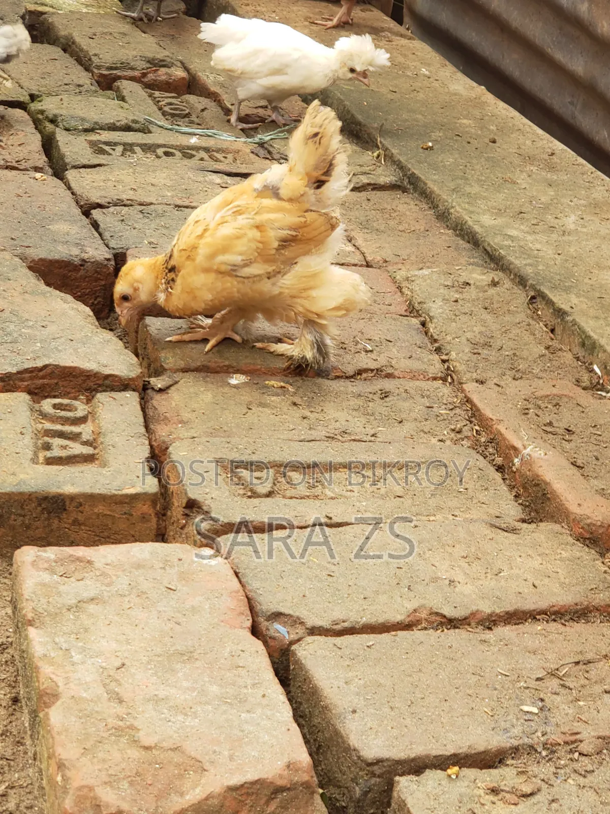 Fancy Chicken Chicks for Sale