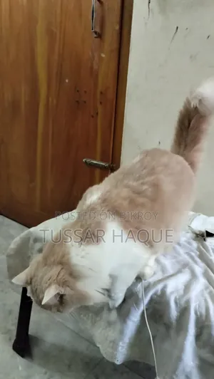 6-12 Months Male Mixed Breed Persian