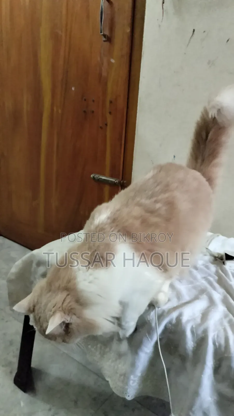 6-12 Months Male Mixed Breed Persian