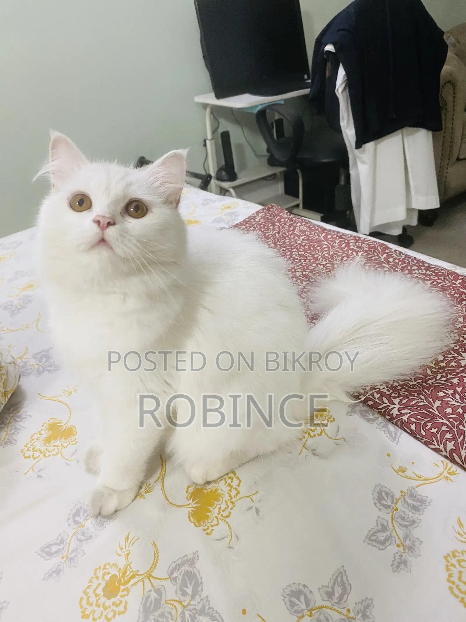 6-12 Months Female Purebred Persian
