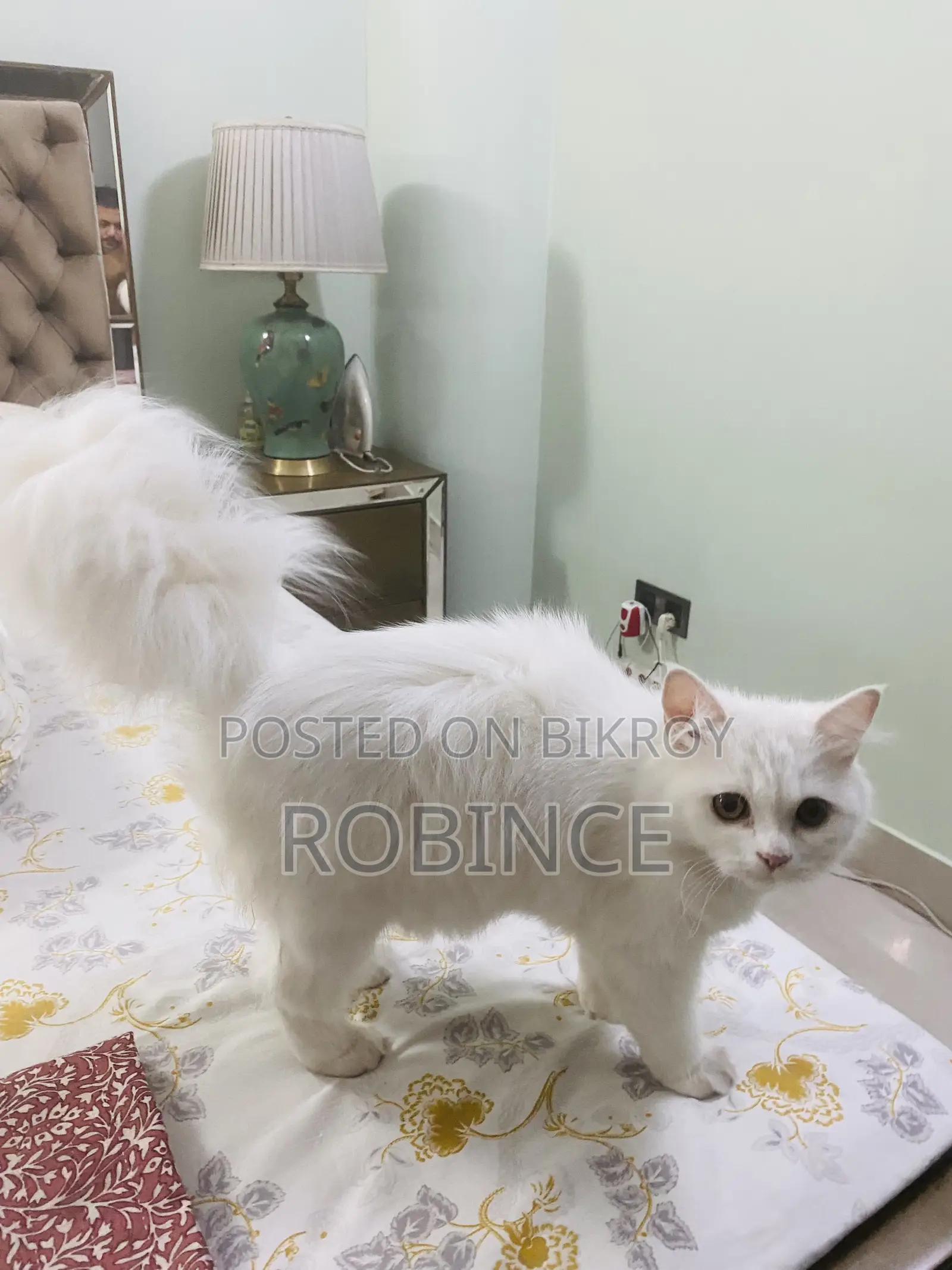 6-12 Months Female Purebred Persian