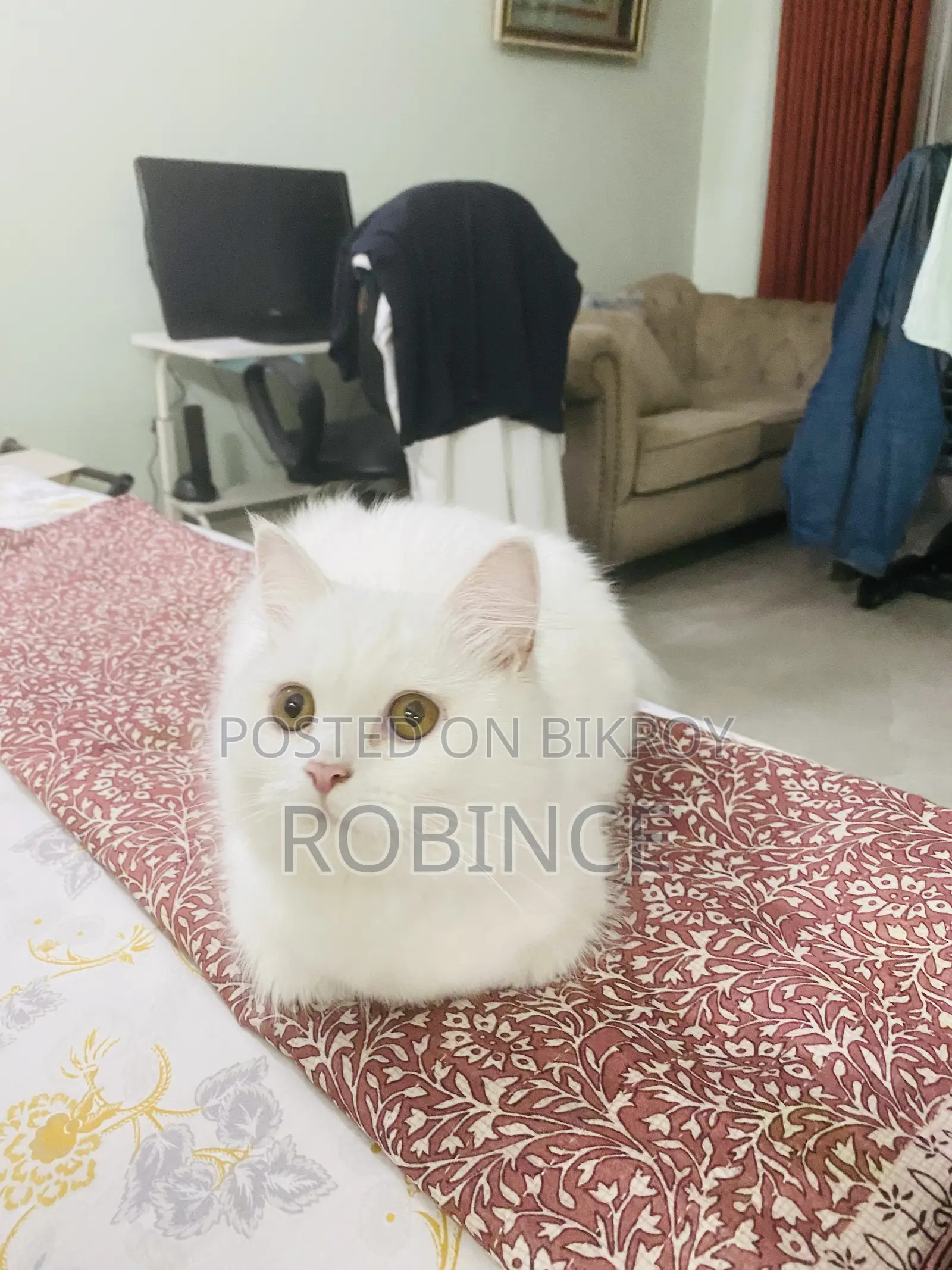 6-12 Months Female Purebred Persian