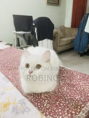 6-12 Months Female Purebred Persian