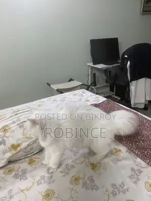6-12 Months Female Purebred Persian