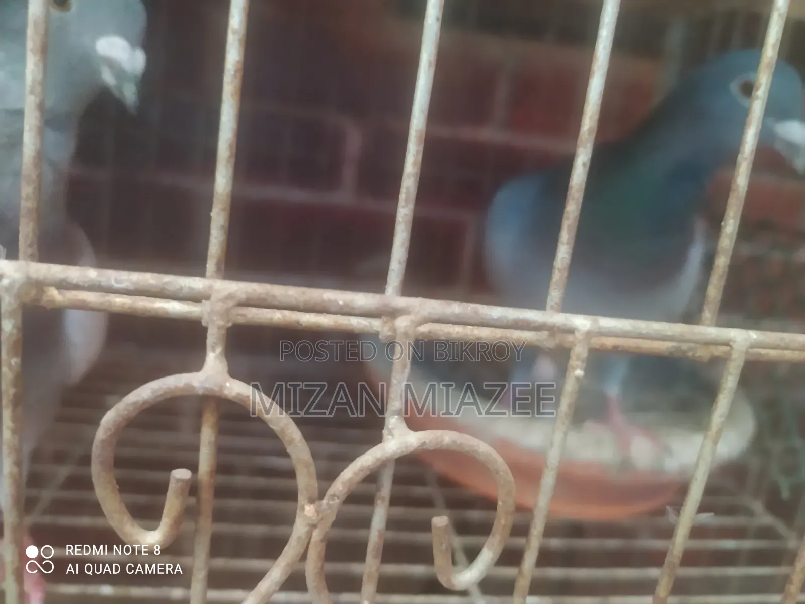 কবুতর ১ জোড়া