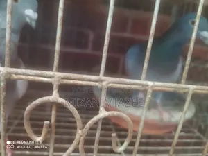 কবুতর ১ জোড়া
