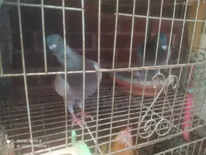 কবুতর ১ জোড়া