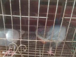 কবুতর ১ জোড়া