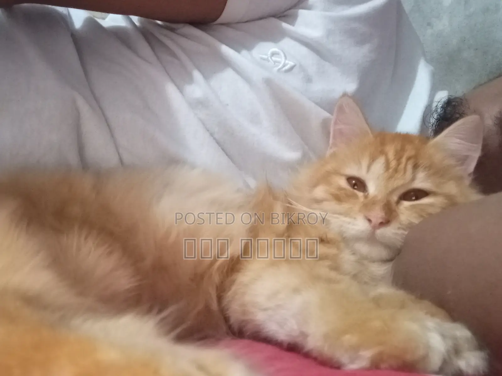 1-3 Months Male Purebred Persian