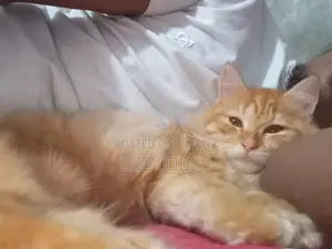 1-3 Months Male Purebred Persian