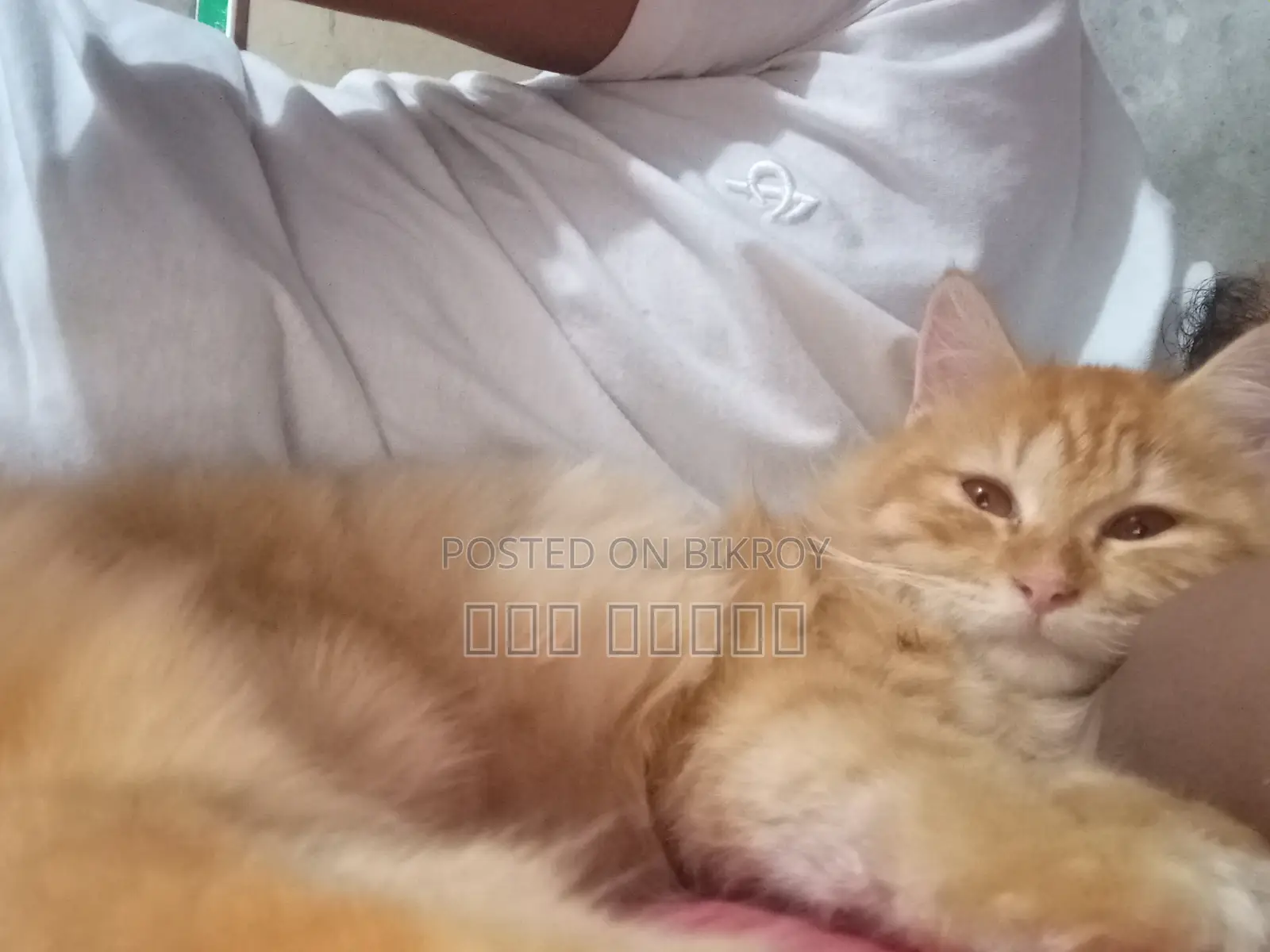 1-3 Months Male Purebred Persian
