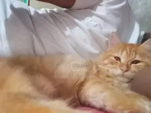 1-3 Months Male Purebred Persian