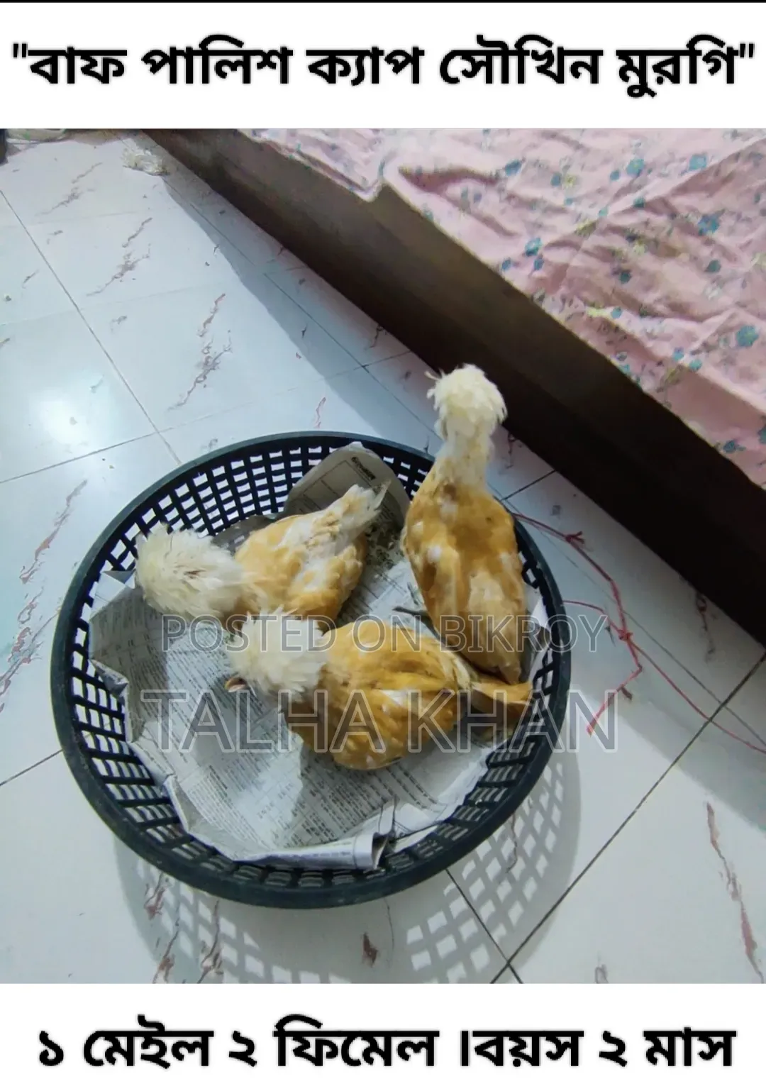 বাফ পালিশ ক্যাপ সৌখিন মুরগি ,১ মেইল ২ ফিমেল