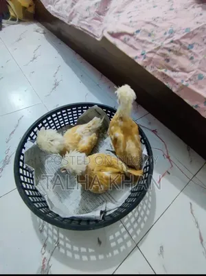বাফ পালিশ ক্যাপ সৌখিন মুরগি ,১ মেইল ২ ফিমেল